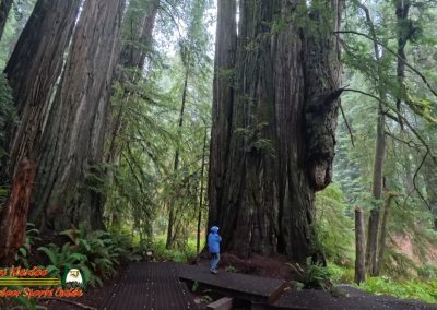 Redwoods National Park Grove of the Titans Paulette
