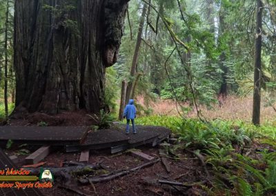 Redwoods National Park Grove of the Titans Paulette