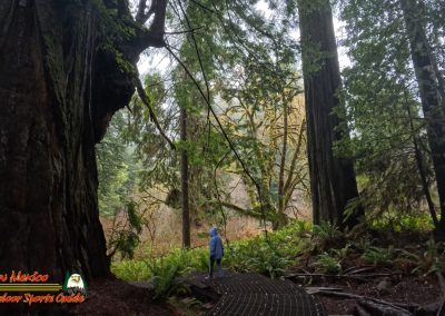 Redwoods National Park Grove of the Titans