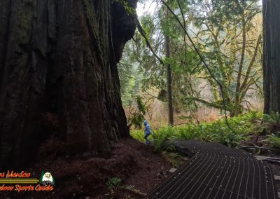 Redwoods National Park Grove of the Titans