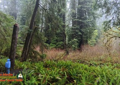 Redwoods National Park Grove of the Titans