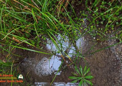 Redwoods National Park Grove of the Titans