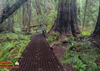 Redwoods National Park Grove of the Titans