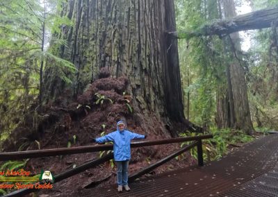 Redwoods National Park Grove of the Titans Paulette