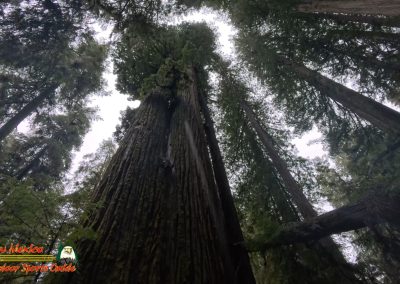 Redwoods National Park Grove of the Titans