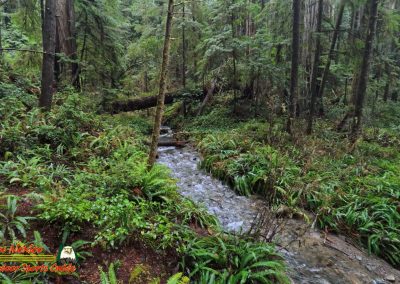 Redwoods National Park Grove of the Titans
