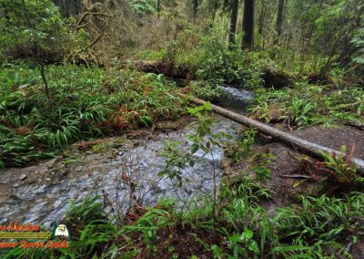 Redwoods National Park Grove of the Titans