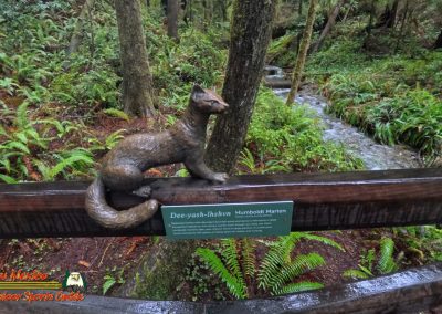 Redwoods National Park Grove of the Titans