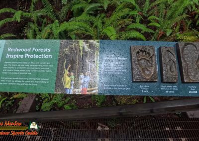 Redwoods National Park Grove of the Titans