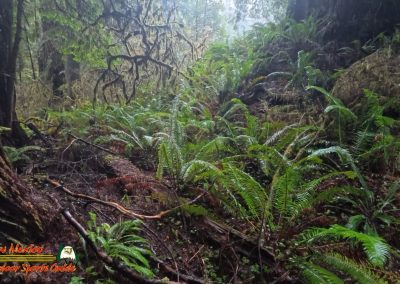 Redwoods National Park Grove of the Titans
