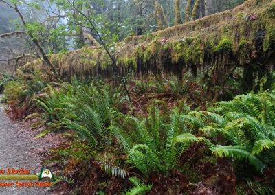 Redwoods National Park Grove of the Titans