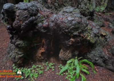 Redwoods National Park Grove of the Titans