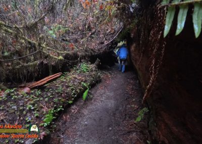 Redwoods National Park Grove of the Titans Paulette