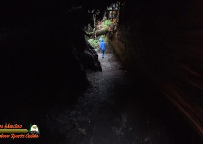 Redwoods National Park Grove of the Titans Paulette