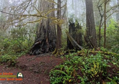 Redwoods National Park Ladybird Johnson Grove
