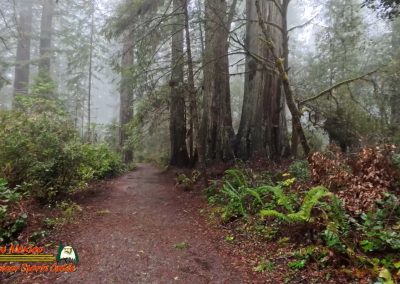 Redwoods National Park Ladybird Johnson Grove