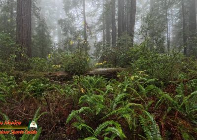 Redwoods National Park Ladybird Johnson Grove