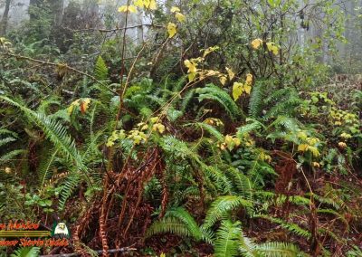 Redwoods National Park Ladybird Johnson Grove