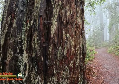 Redwoods National Park Ladybird Johnson Grove