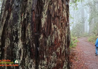 Redwoods National Park Ladybird Johnson Grove