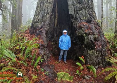 Redwoods National Park Ladybird Johnson Grove Paulette