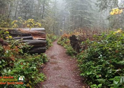 Redwoods National Park Ladybird Johnson Grove