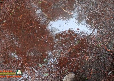 Redwoods National Park Ladybird Johnson Grove