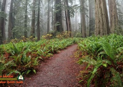 Redwoods National Park Ladybird Johnson Grove