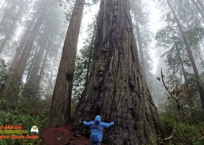 Redwoods National Park Ladybird Johnson Grove Paulette