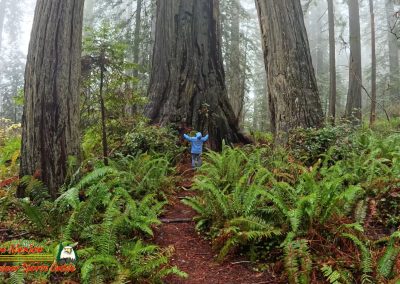 Redwoods National Park Ladybird Johnson Grove Paulette