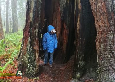 Redwoods National Park Ladybird Johnson Grove Paulette