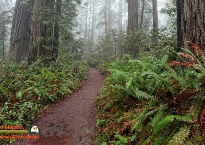 Redwoods National Park Ladybird Johnson Grove