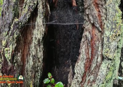 Redwoods National Park Ladybird Johnson Grove
