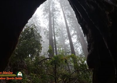 Redwoods National Park Ladybird Johnson Grove