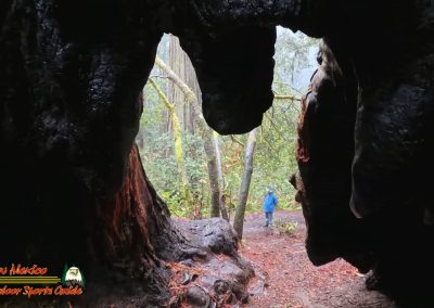 Redwoods National Park Ladybird Johnson Grove Paulette