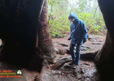 Redwoods National Park Ladybird Johnson Grove Paulette