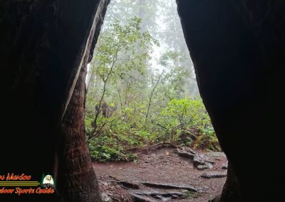 Redwoods National Park Ladybird Johnson Grove