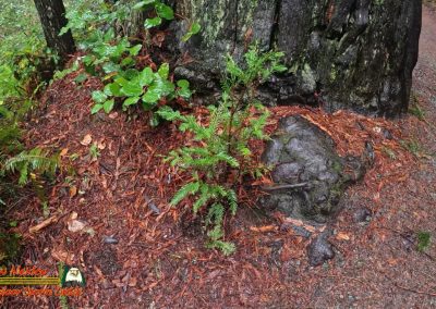 Redwoods National Park Ladybird Johnson Grove