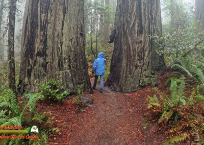 Redwoods National Park Ladybird Johnson Grove Paulette