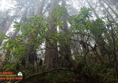 Redwoods National Park Ladybird Johnson Grove