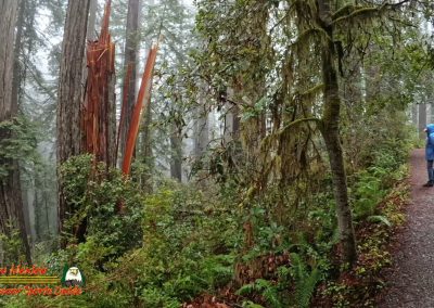 Redwoods National Park Ladybird Johnson Grove