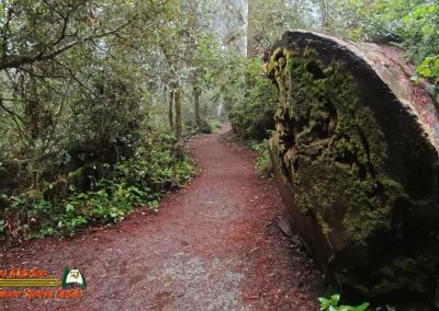 Redwoods National Park Ladybird Johnson Grove