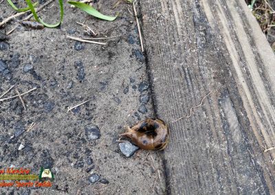 Bandon Sea Stacks and Beach Caves Snail Pocket 3