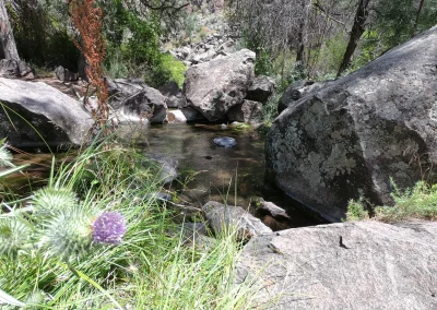 Big Arsenic Trail Wild Rivers July 2003 Spring