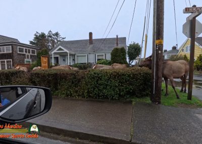 Cannon Beach Oregon 2024 Pocket 3