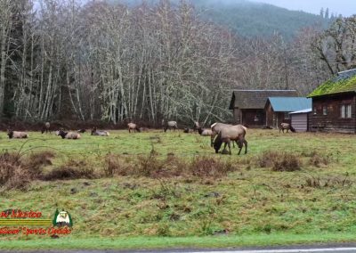 HOH Rain Forest Hall of Mosses Trail Forks WA Insta360 Ace Pro 0-22-2024 Elk