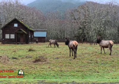 HOH Rain Forest Hall of Mosses Trail Forks WA Insta360 Ace Pro 0-22-2024 Elk