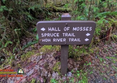 HOH Rain Forest Hall of Mosses Trail Forks WA Insta360 Ace Pro 0-22-2024