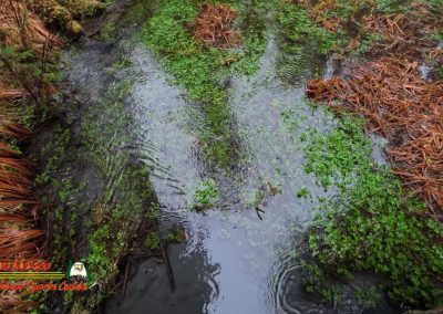 HOH Rain Forest Hall of Mosses Trail Forks WA Insta360 Ace Pro 0-22-2024