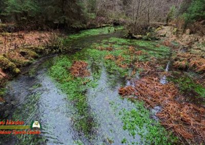 HOH Rain Forest Hall of Mosses Trail Forks WA Insta360 Ace Pro 0-22-2024
